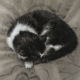 Kitty tint sketch