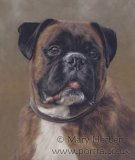 Henry detailed pastel