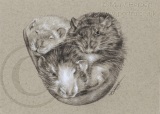 Rats tint sketch