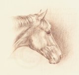 racehorse tint sketch