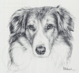 Missie pencil sketch